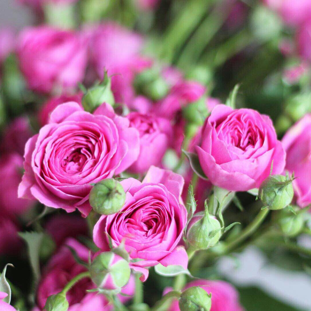 【j】slf-洋兰 粉色【1】