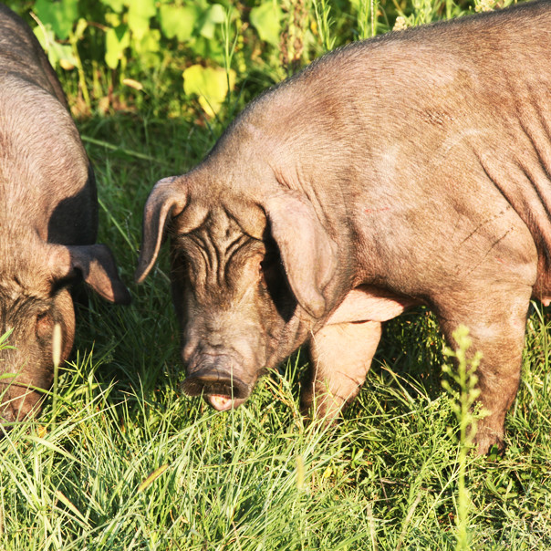 排骨 节节香 块块美 500g