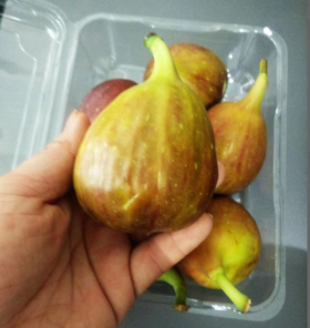 一件代发【特大无花果】2.5斤12个左右