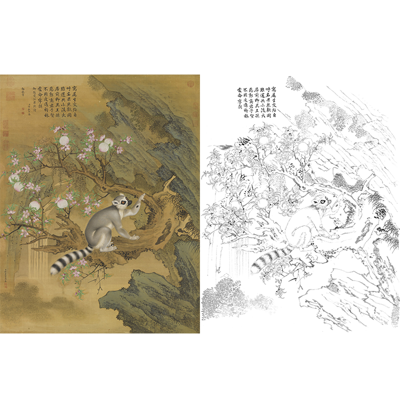 郎世宁工笔花鸟白描底稿交趾果然图ls03
