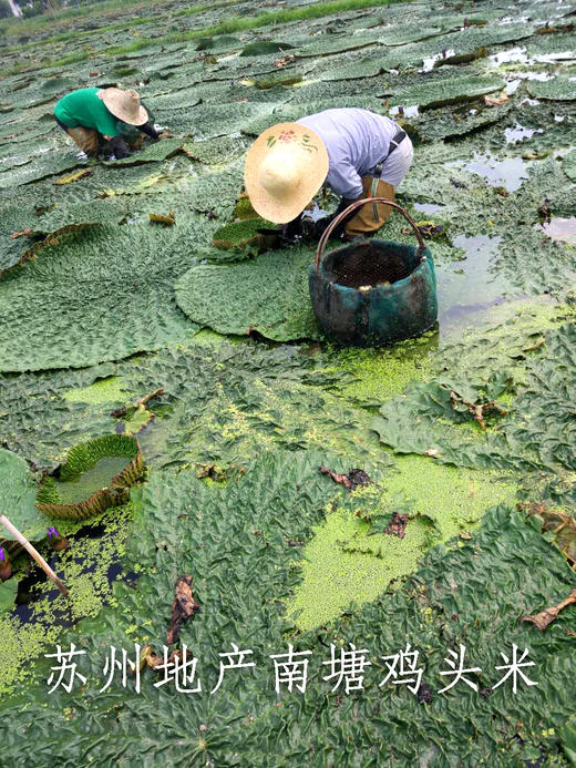 苏州地产手剥鸡头米 （特级米王）（2斤~6斤）江浙沪皖包邮 外省补运费差价 商品图3