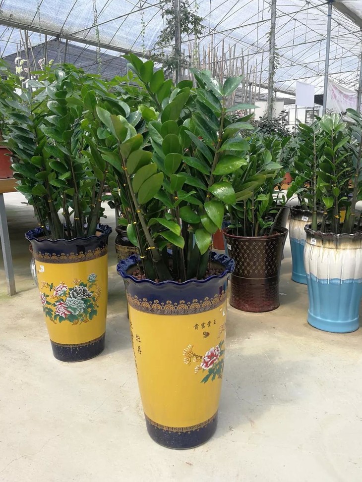 金钱树(配指定陶瓷盆)