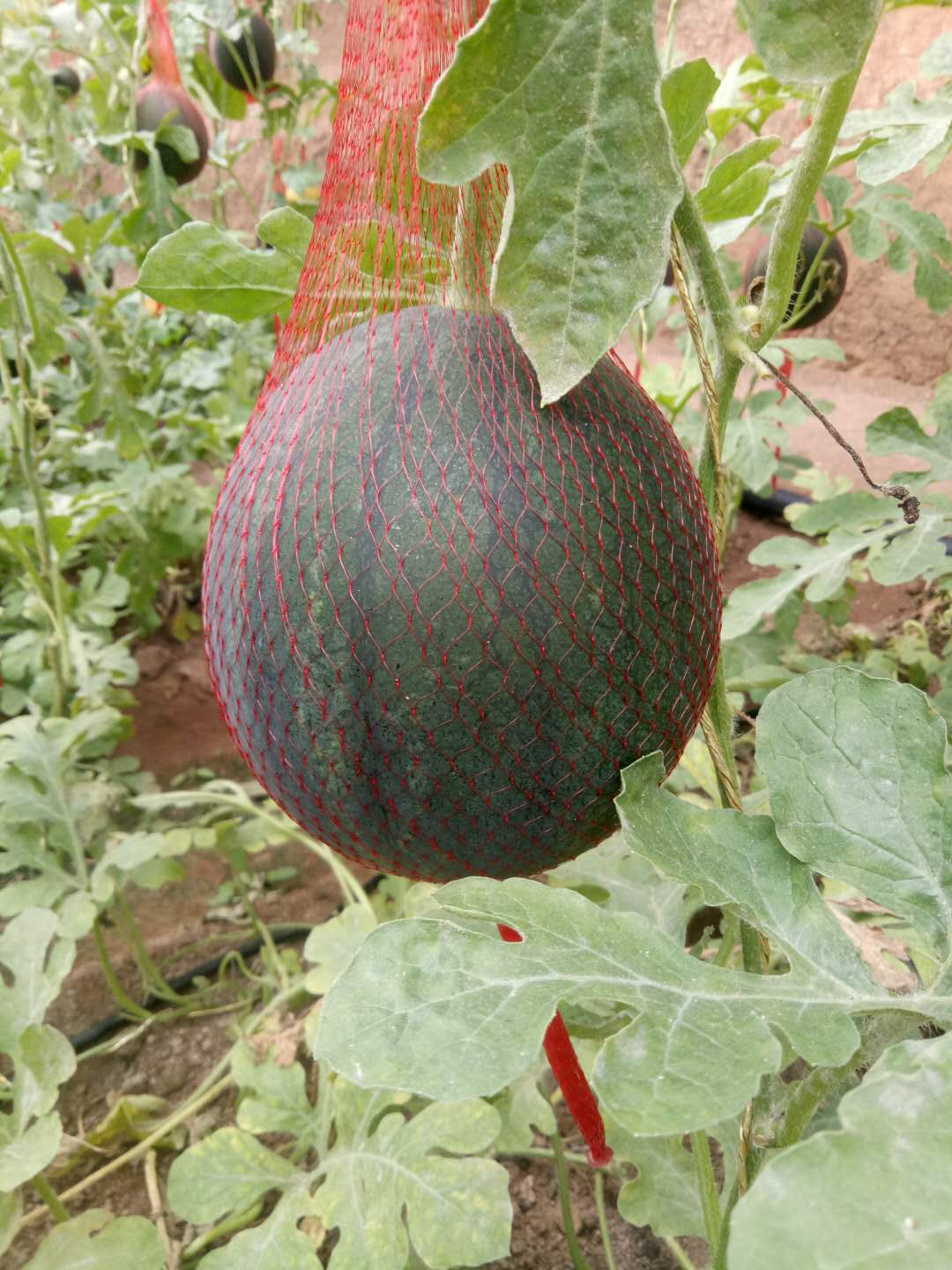 原食绿西瓜(3斤)