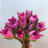 精品花材粉色睡莲10支 商品缩略图0