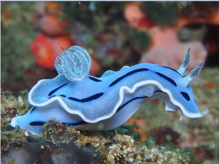 海底"小兔子"——萌萌哒海兔