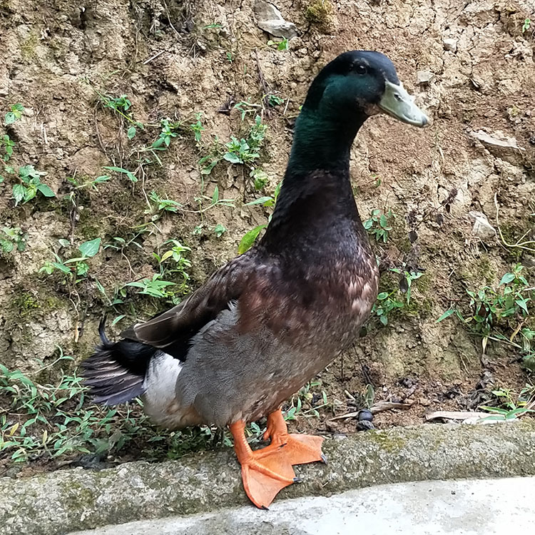 大塘溪水青头鸭
