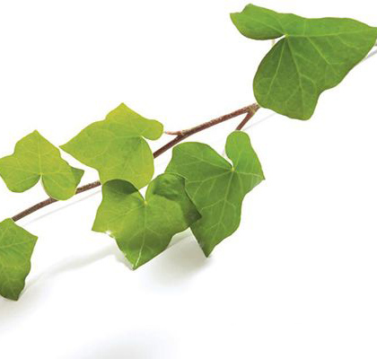 常春藤-小叶