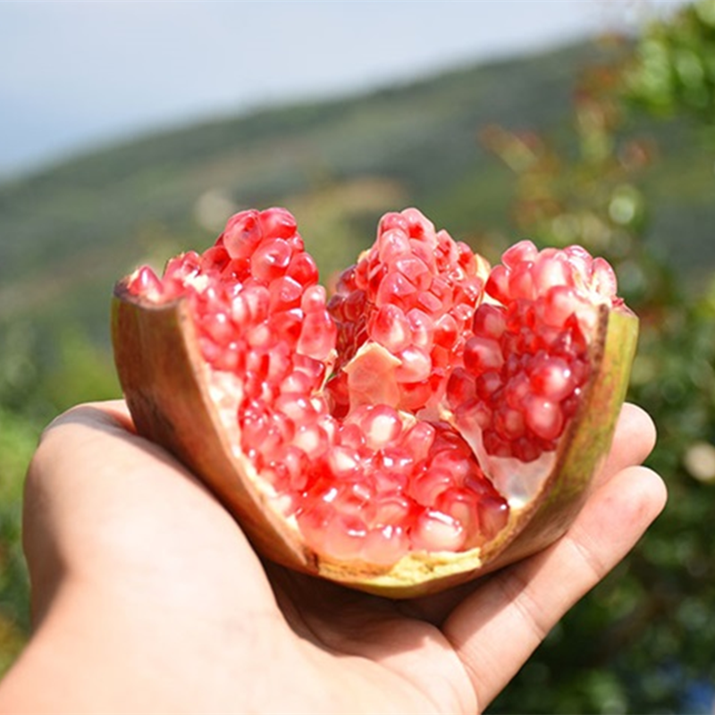 超值特惠,一口爆汁【四川水晶石榴 皮薄粒大 清甜多汁 美容养颜的水果