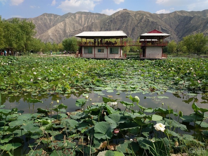 鳳園花海 青城古鎮 溼地公園一日遊 - 蘭州旅遊網