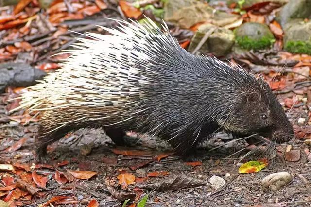 独家!国庆出发,去马来"猫城"穿越热带雨林