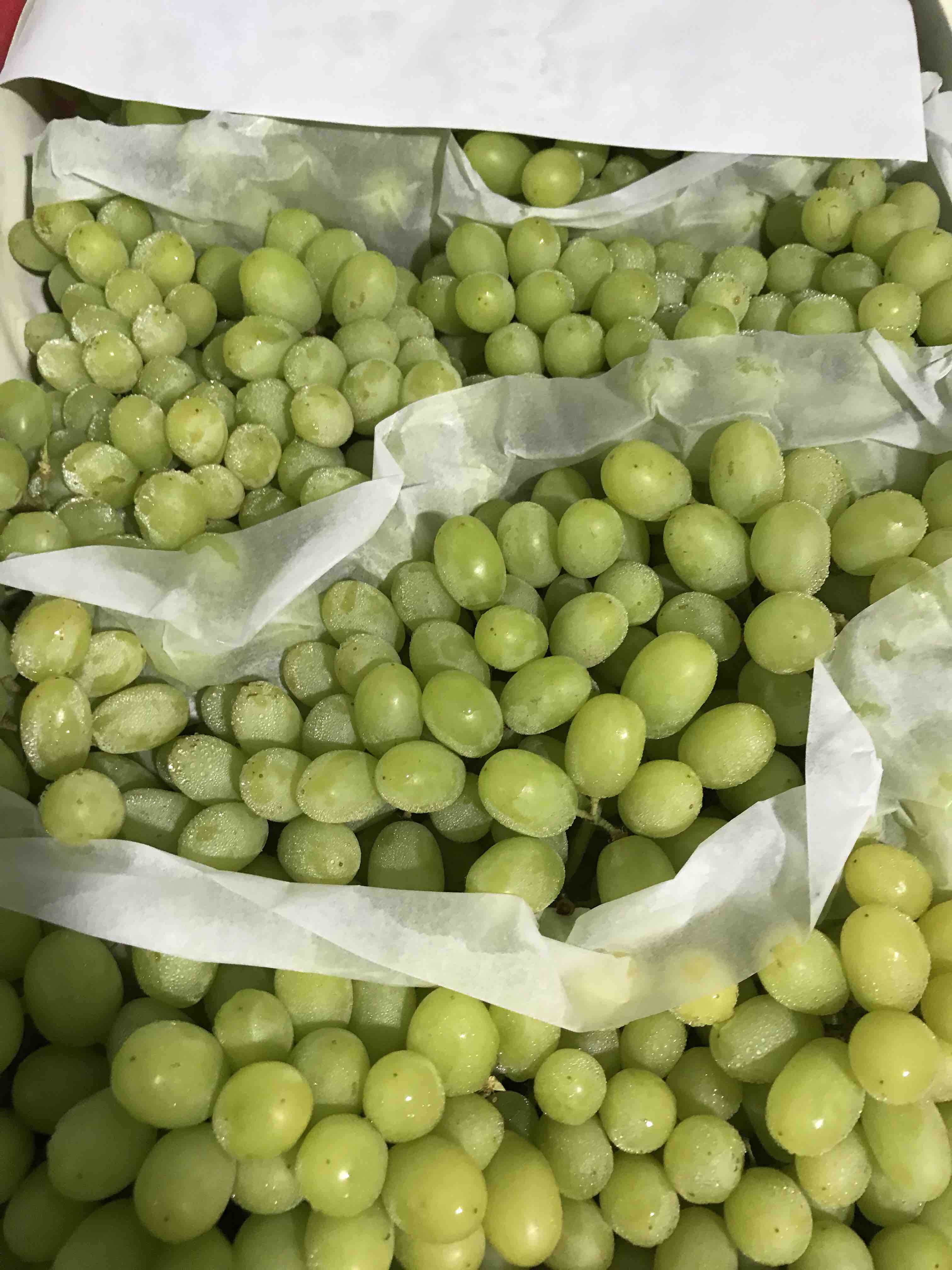 814新疆珍珠提子 1.5斤 产地直达更新鲜.