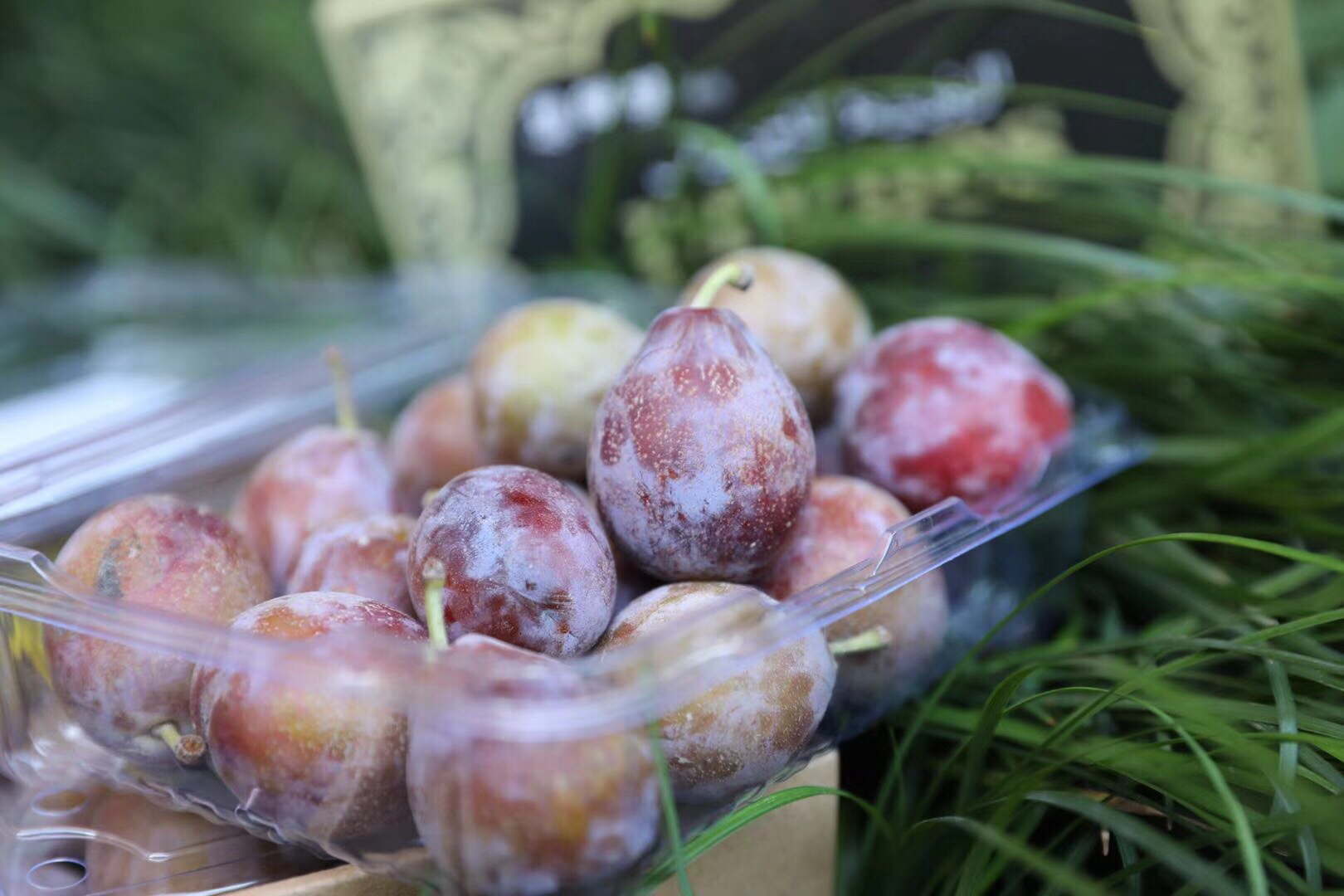 集鲜号 新疆伽师西梅 肉厚甘甜 汁水充沛