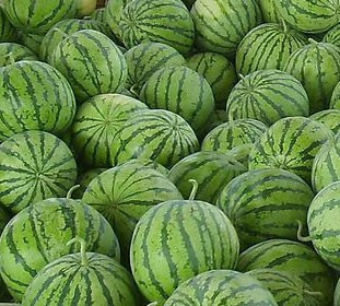 新坝玉麟西瓜7斤左右 1个/份 【008a020】