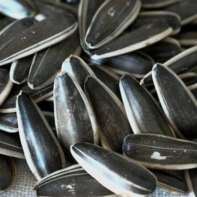 米豆儿手剥大瓜子900g 商品图1