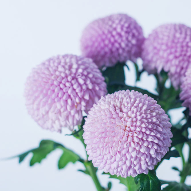 9元/2束,团长送保鲜剂! #拼团