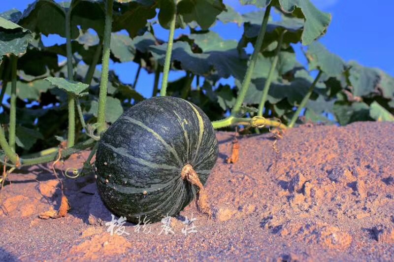 【甘栗南瓜】8斤装 8.20发货 敢于pk贝贝南瓜的选手