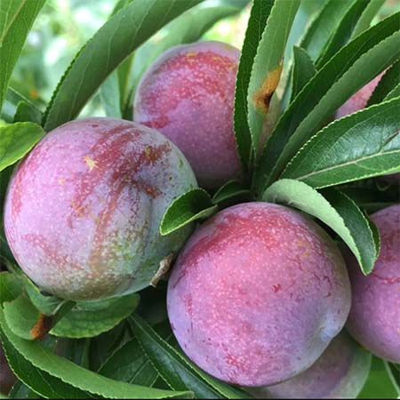 【道真·脆红李】5斤装下单后三天内发货限贵州省内购买包邮