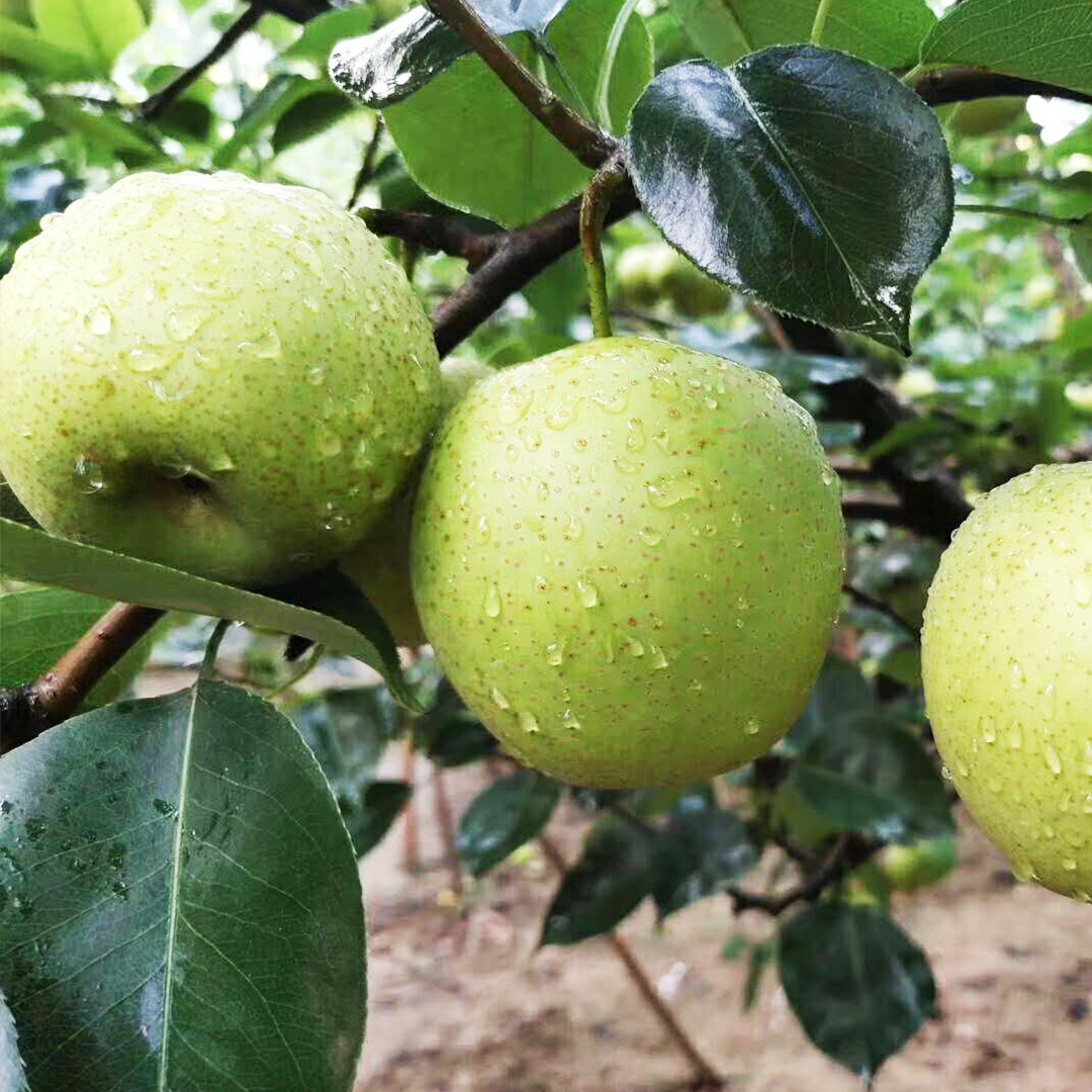 安徽宿州砀山县翠冠梨绿宝石梨子