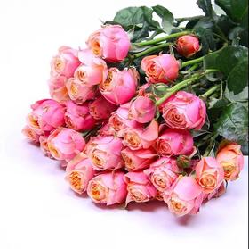 蝴蝶粉-多头玫瑰
