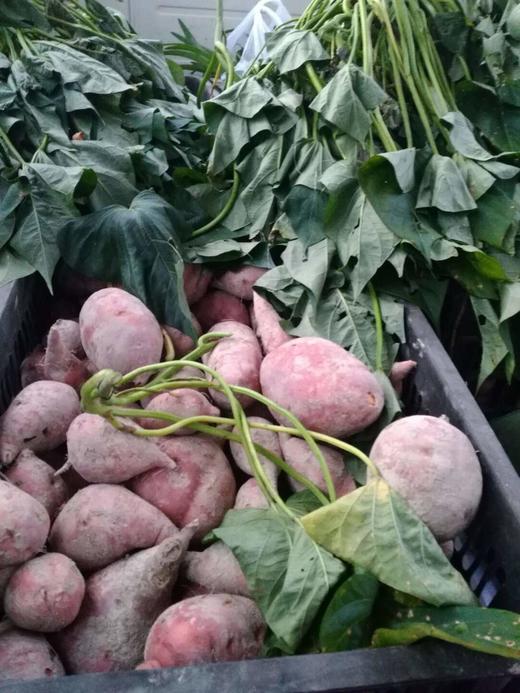 高山地瓜岸洋番薯10斤50元