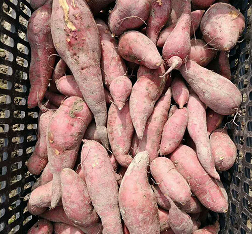 高山地瓜岸洋番薯10斤50元