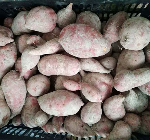 高山地瓜岸洋番薯10斤50元