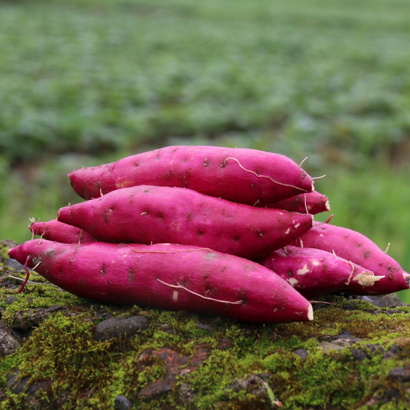 "网红"天目山拇指小香薯 现挖现发5斤装 | 香甜软糯,每一口都甜到心醉