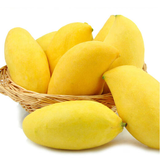 缅甸鹰嘴芒 商品图0