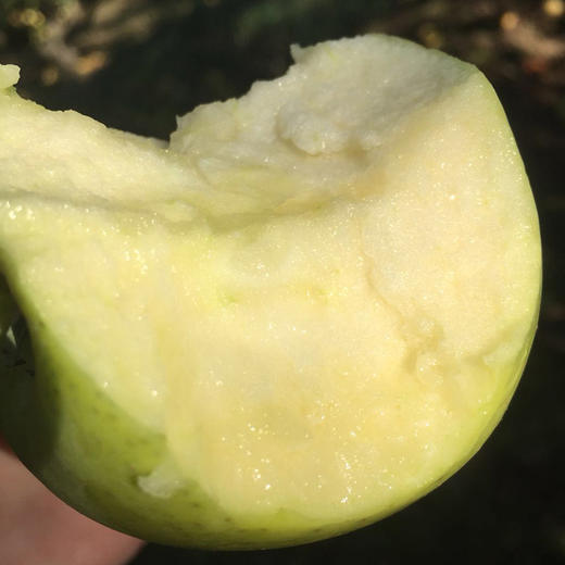 大凉山青苹果 商品图2