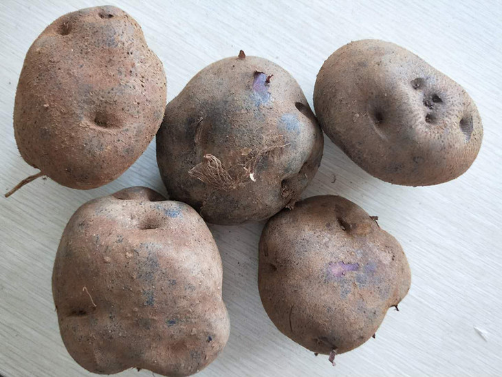 【云南紫乌洋芋 5斤39元】薯中精品 《舌尖上的中国Ⅱ——三餐》推荐