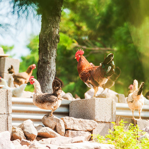 散养土鸡蛋 商品图1