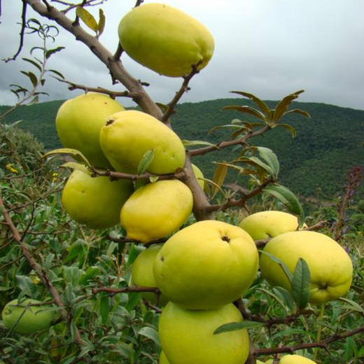 景洪酸木瓜 商品图2