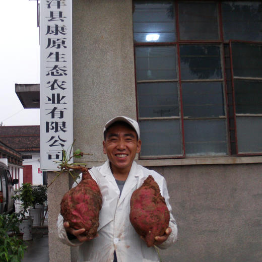 康原有机红薯粉条（无明矾、手工工艺纯红薯粉） 商品图3