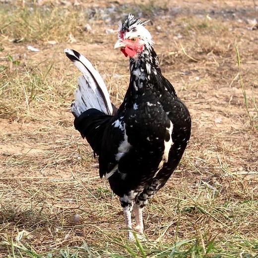 【门店现货】贵妃公鸡(纯草)/只 商品图0