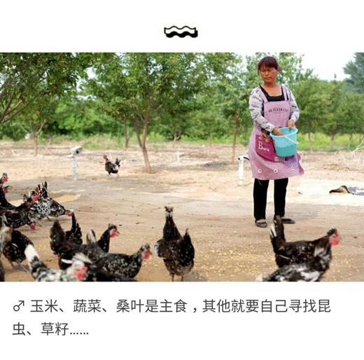 【门店现货】贵妃公鸡(纯草)/只 商品图2