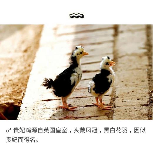 【门店现货】贵妃公鸡(纯草)/只 商品图3