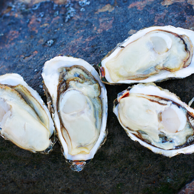 新西兰生蚝