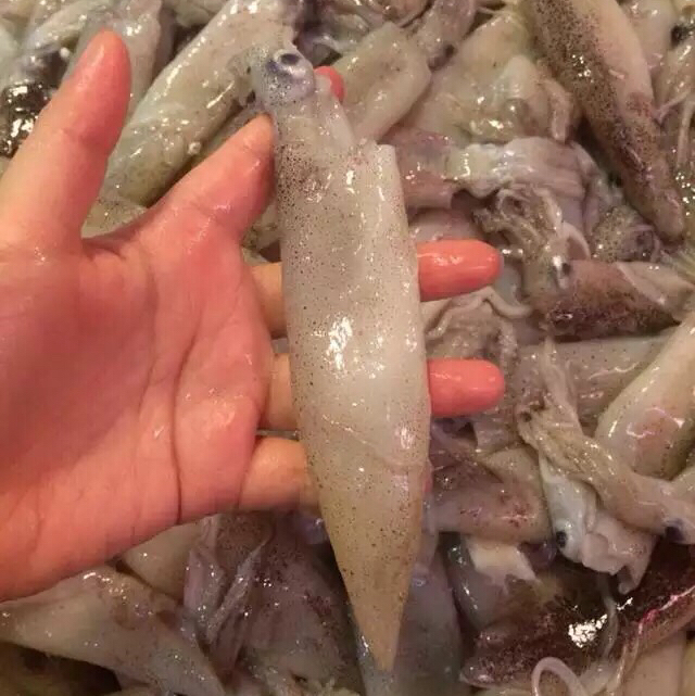 【东海*舟山*鱿鱼】500克一份!来自东海深海的野味,肉质紧致鲜美