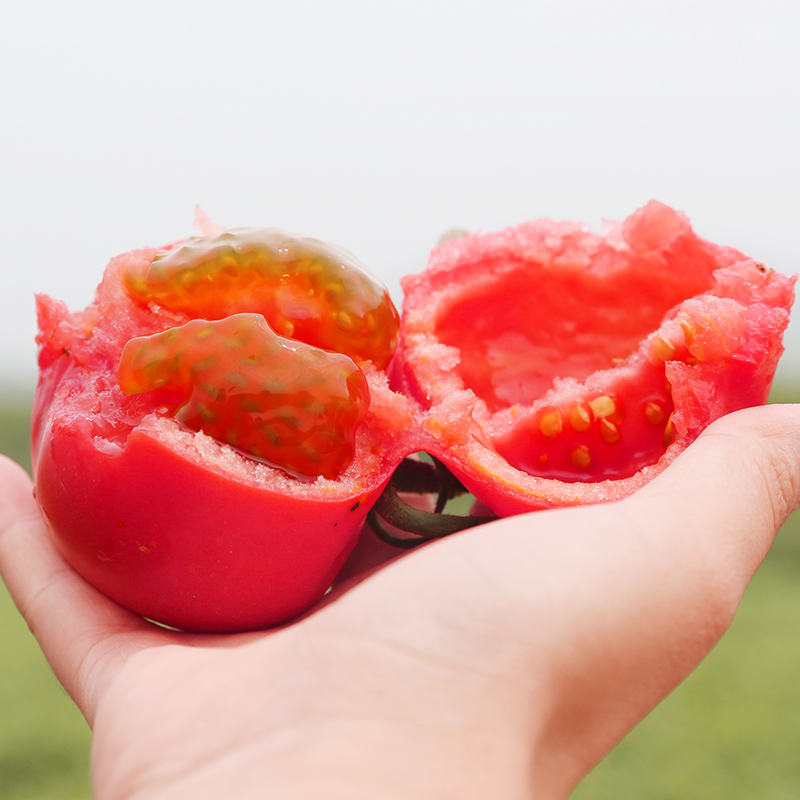 优选|陕西壶关阳柿子 西红柿 肉质沙甜多汁 含糖