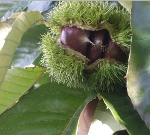 研和老树板栗 商品图3