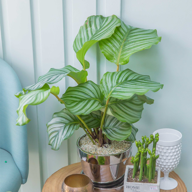 WhiteNightForest 绿植