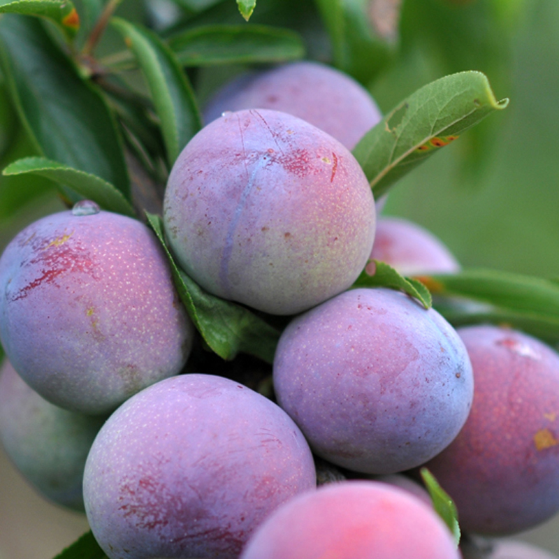 汉源脆红李 色泽鲜艳,果肉多汁,脆甜可口