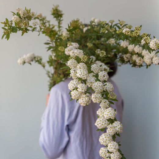 WhiteNightForest 鲜花花材 商品图0