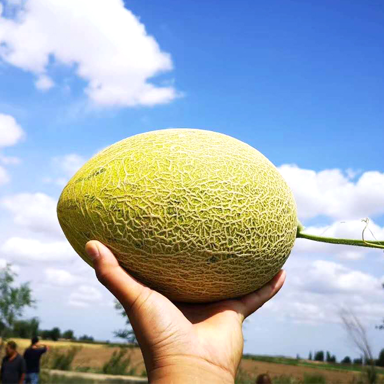 新疆小傻瓜哈密瓜 新鲜采摘时令水果2个8-9斤包邮