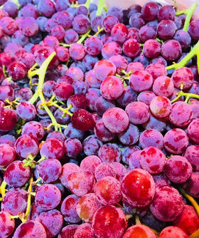 新疆弗雷无籽红提5斤装