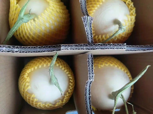 吐鲁番觅蜜18°蜜瓜 商品图4