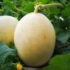 吐鲁番觅蜜18°蜜瓜 商品缩略图3