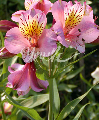 六出-粉色 - 花材优选