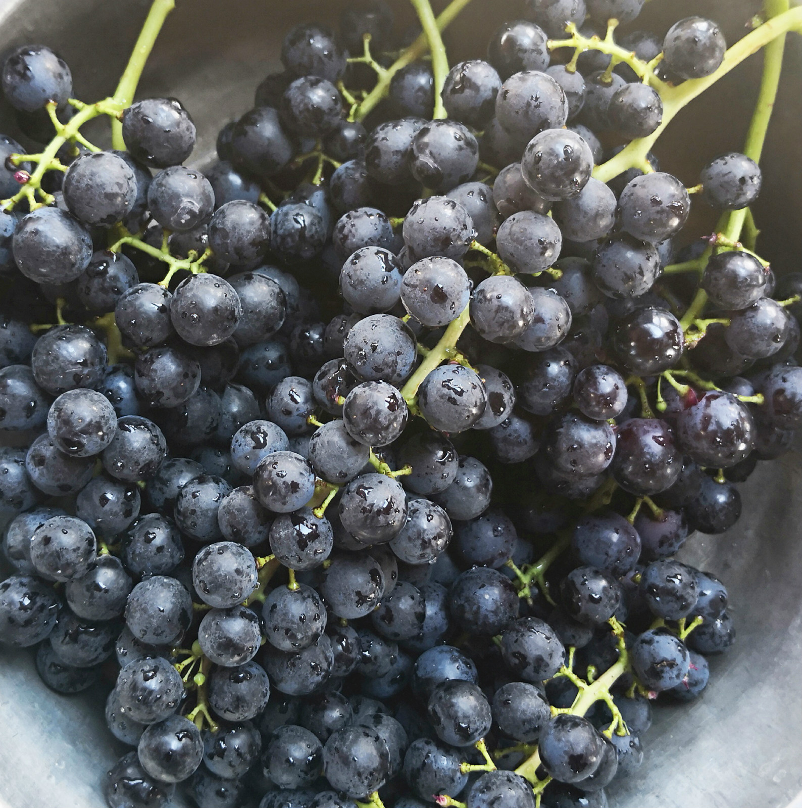 青岩古镇新哨夏黑无核提子2斤件每周二和周五发货限贵阳地区客户购买