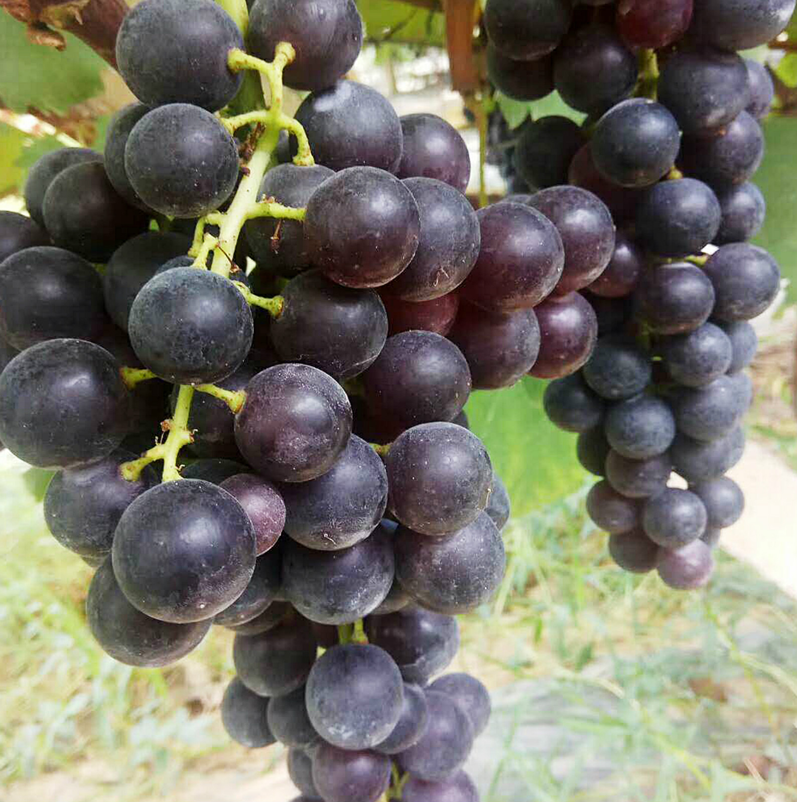 青岩古镇新哨夏黑无核提子2斤件每周二和周五发货限贵阳地区客户购买